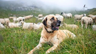 Teil der Herde: Ein Anatolischer Hirtenhund wacht auf der Schafalp Culm da Sterls oberhalb von Trin über seine Schafherde. 