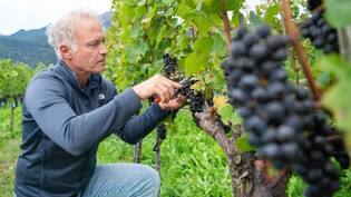 Hat das ganze Weinjahr im Blick: Walter Fromm, Rebbaukommissär von Graubünden, in einem Wingert bei Malans in der Bündner Herrschaft. 