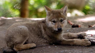 Kein Glarner: Dieser junge Wolf lebt im Zoo in Zürich. 