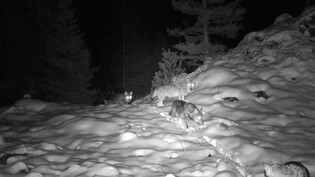 Im Rudelverband unterwegs: Vier Wölfe des Lenzerhornrudels werden von einer Fotofalle erfasst, während sie durch ihr Revier streunen. 