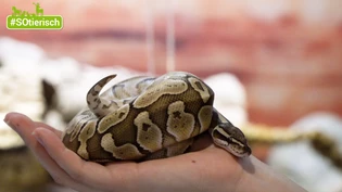 Braucht viel Platz: Eine Schlange wie hier diese Königspython wächst ein Leben lang. Sie ist eine ungiftige Würgeschlange.