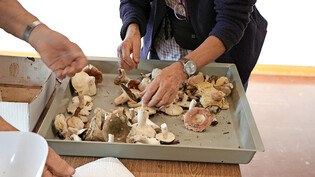 Eine Frau sortiert ihre Pilze mit dem Pilzkontrolleur in Uznach. 