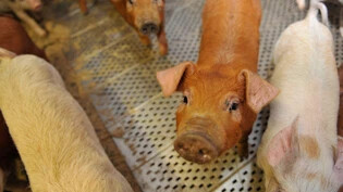 Ein Schweinehalter aus der Region wird beschuldigt, wissentlich ein krankes, ungeniessbares Tier schlachten lassen zu haben. 