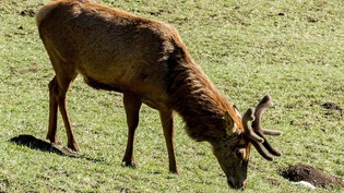 Rothirsch Wild Hirsch