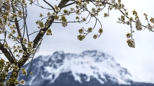 Frühling Winter Wetter Schnee Knospen 