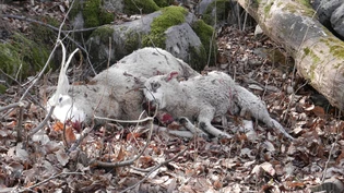 In Valzeinza hat ein Wolf Schafe gerissen.