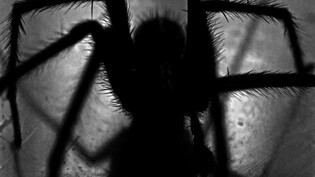 Eine Spinne hat in einem Churer Schlafzimmer für einen Polizeieinsatz gesorgt.