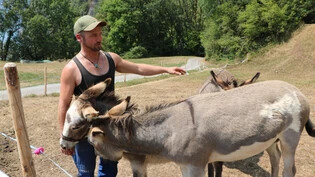 Die grosse Hitze gefällt den Tieren von Landwirt Walter Zahner nicht - nur die Esel haben nichts dagegen.