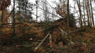 Hunderte Bäume wurden im Gasterholz bei Maseltrangen durch den Sturm «Vaia» ausgerissen.