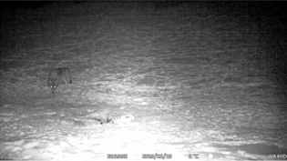Ertappt: Mit leuchtenden Augen präsentiert sich dieser Wolf oberhalb von Filzbach in der Fotofalle.
