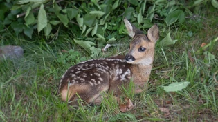 Wildtiere wagen sich oft nahe an die Menschen heran.