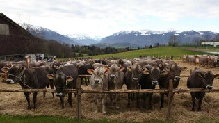 An drei Sonderschauen messen sich 70 Rinder in verschiedenen Kategorien.