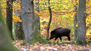 Heimlicher Waldbewohner: Durch den Kanton und die Region ziehen im Vergleich zu früheren Jahren momentan deutlich weniger Wildschweine ihre Fährten.  Bild Keystone