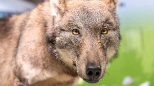 Viele würden ihn wohl lieber so sehen: Eine Sonderausstellung im Bündner Naturmuseum in Chur zeigte im vergangenen Jahr einen ausgestopften Wolf. 