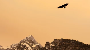 Vogel im Saharastaub