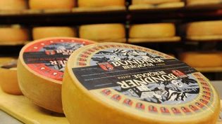 Wer weniger als fünf Fragen richtig hat, muss den Madenkäse Casu Marzu degustieren. 