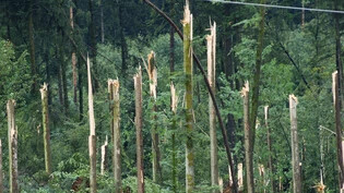 Geknickt wie Streichhölzer: Der Wald mit hohem Nadelholzanteil in und umRapperswil-Jona nimmt im Sommer 2003 massiven Schaden. 