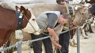 Streichung abgelehnt: Viehschauen wie die Wahl der Miss Linth in Schänis werden auch künftig vom Kanton mit 80 000 Franken unterstützt. 
