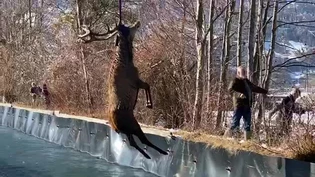 Glück im Unglück: Der erschöpfte Hirsch wird aus dem Wasserkanal gezogen.

