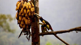 Diese Tukane in Ecuador stören sich nicht am überschrittenen Mindesthaltbarkeitsdatum ihrer nun extrasüssen Bananen.