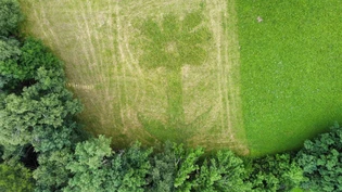 Liebling des Publikums: Mit dieser Blume gewinnt Renato Rezzoli aus Says in der Kategorie Publikumsliebling.