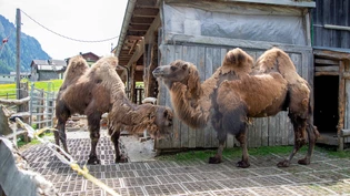 Zwei exotische Bewohner: Auf dem Hof von Angelika und Erwin Bandli in Safien Platz sind die beiden Trampeltiere Aladin (links) und Ivan zu Hause.