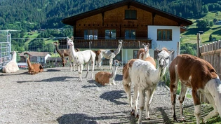 Eine aussergewöhnliche Herde: Auf dem Arvenhof in Serneus leben 50 Lamas.