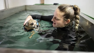 Therapie: Der sechsjährige Hund Bobo ist oft muskulär verspannt.