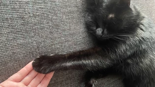 Erste Schritte: So begannen wir, Colas Vertrauen wieder herzustellen.