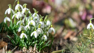 Blühende Flora: Aktuell gedeihen die Pflanzen und die Pollen fliegen.