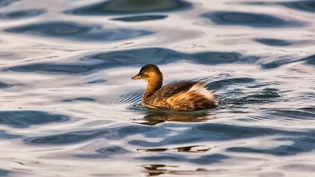 Wasservogel: Der Zwergtaucher taucht unter, um zu jagen. 