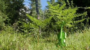 Suchbild in der Waldwiese: Das Flimsfestival mit einem seiner Markenzeichen – dem grün eingefärbten Instrument – findet immer wieder neue Auftrittsorte.