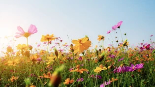 Zeit des Blühens: Im Frühling erwacht die Natur aus dem Winterschlaf und die Blumen präsentieren sich in voller Farbenpracht.