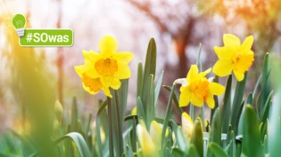 Wechselhaftigkeit: Die Blumen blühen, die Sonne scheint und plötzlich kommt ein Schauer vom Himmel. 