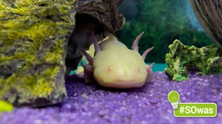 Eines von vielen besonderen Tieren: Der Axolotl ist ein Schwanzlurch, der in Mexiko vorkommt – hier eine Aufnahme aus einem Aquarium. 