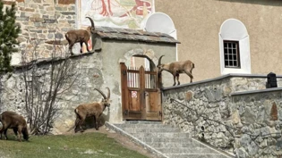 Besuch aus den Bergen: Am Friedhof in Pontresina versammelten sich zahlreiche Steinböcke, die ohne Scheu dort verweilten. 