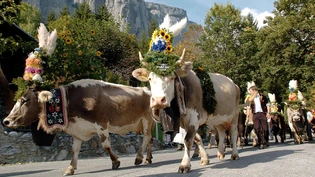 Tradition: Festlich aufgemacht ziehen die Kühe von der Alp zurück ins Tal. 