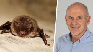Fund in Mühlehorn: Giochen Bearth berichtet über eine Wasserfledermaus, die mit dem Tollwutvirus infiziert war.