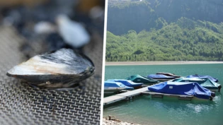 Die Quaggamuschel breitet sich rasant aus: Im Klöntalersee ist sie bis jetzt noch nicht aufgetaucht. Das soll auch möglichst lange so bleiben.