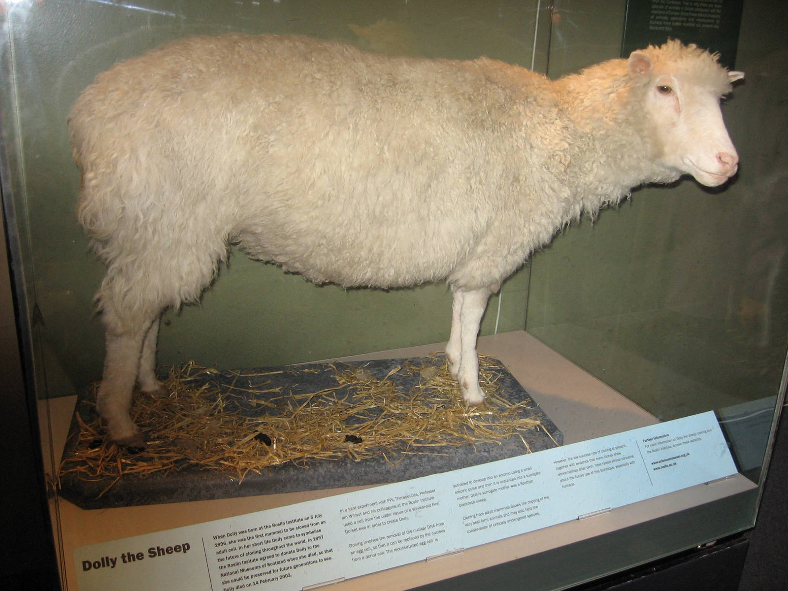 Wissenschaftlicher Durchbruch: Dolly, hier ausgestellt im Royal Museum of Scotland.