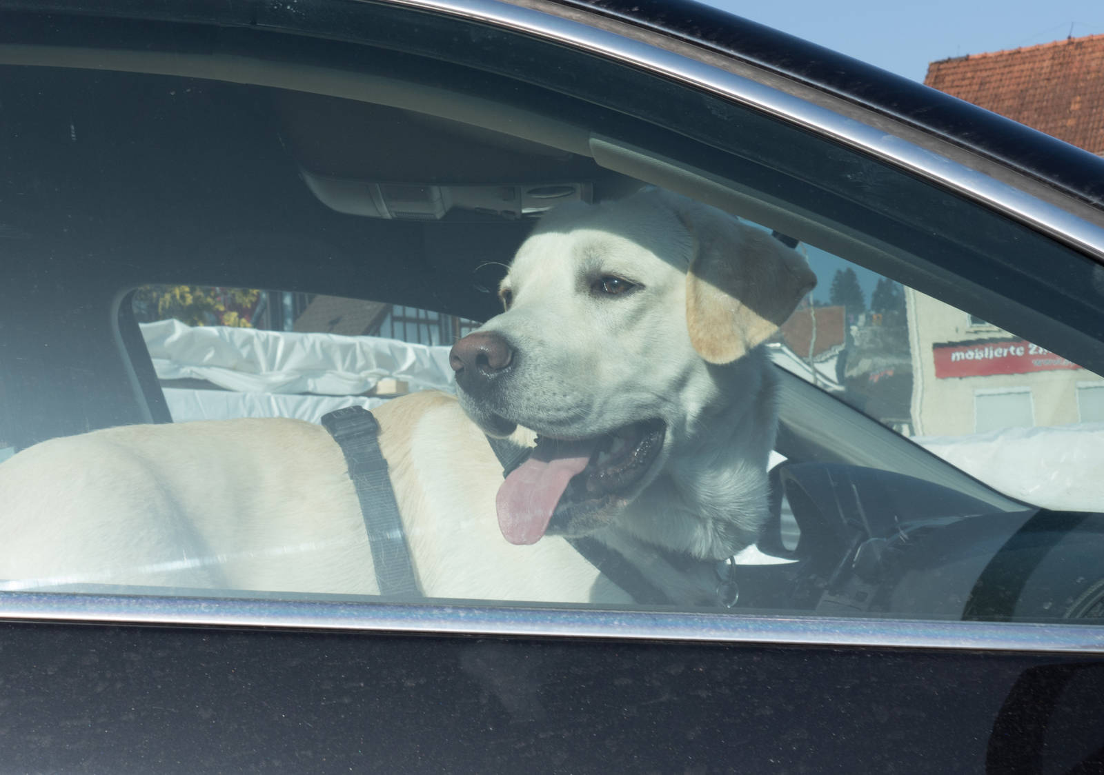 Die Todesfalle: Ein Hund in der Sonne im Auto kann an einem Hitzeschlag innert kürzester Zeit sterben.