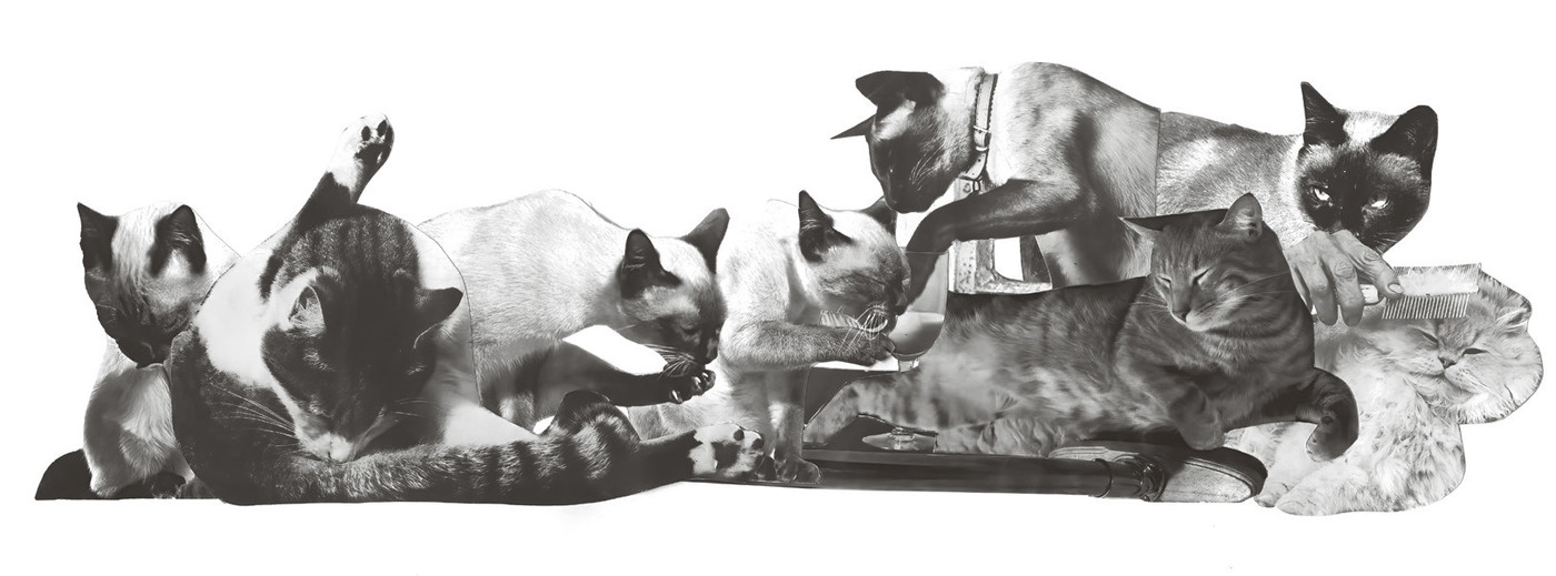 Ja kein Kitsch: Marcel Moser hat nur schwarz-weisse Katzenfotos benutzt, damit die Katze nicht zu niedlich wird und andere Seiten der Katzen sichtbar werden.