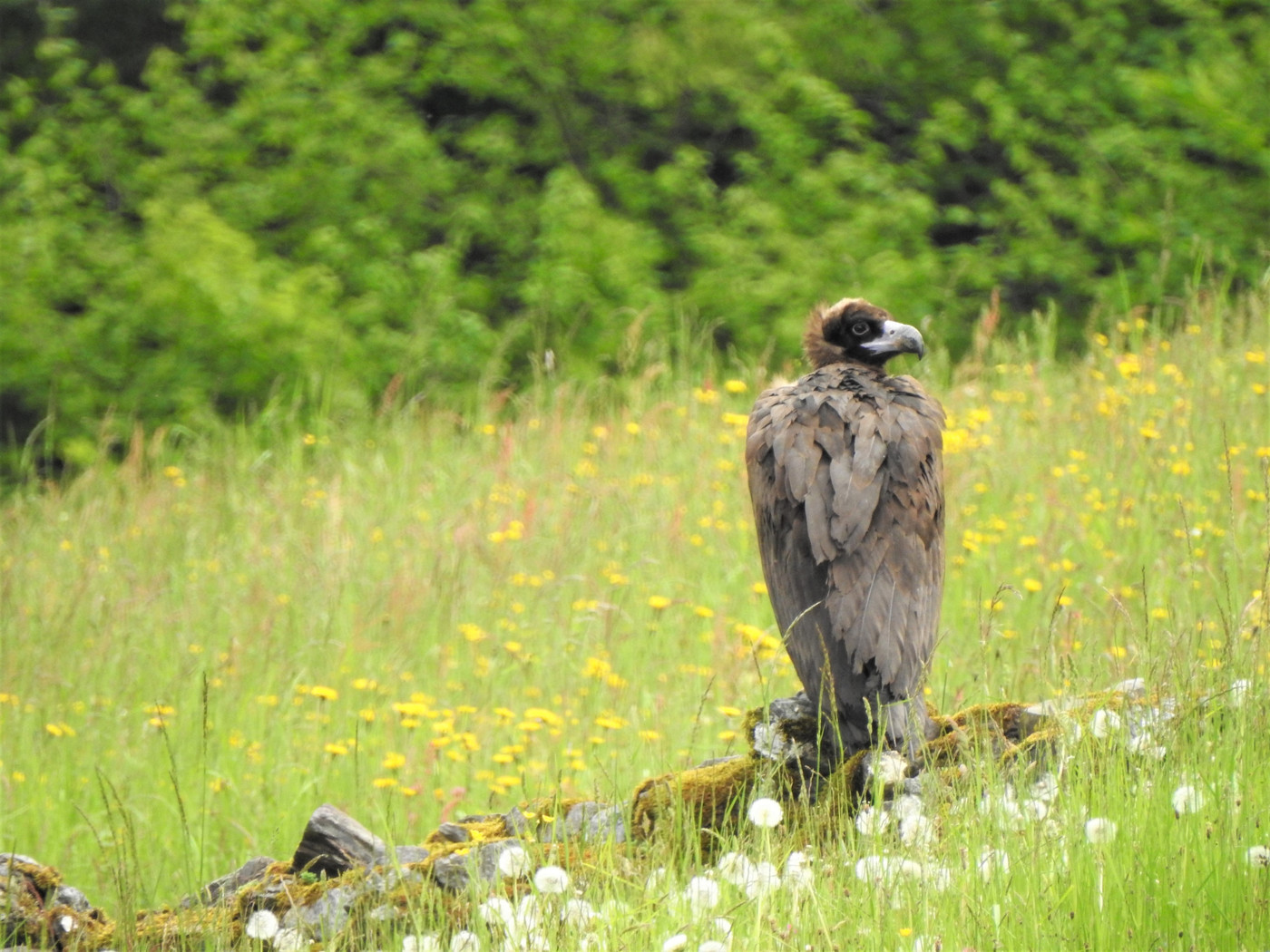 Imposanter Vogel: Mönchsgeier können über einen Meter gross werden, eine Flügelspannweite von drei Metern haben und bis zu 14 Kilogramm schwer werden.