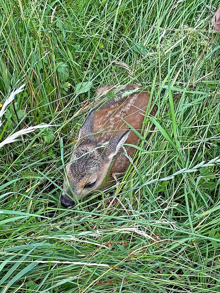 Suchen Schutz: Rehkitze bevorzugen als Liegeplatz Wiesen mit hohem Gras. 