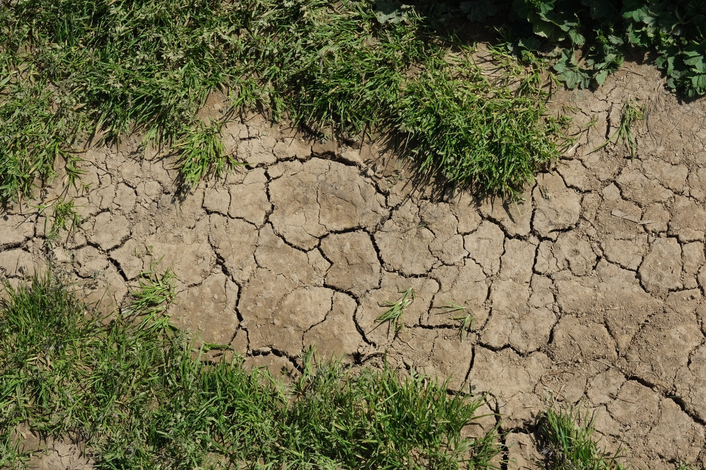 Vielfach zu trocken in der Südostschweiz: Bleiben die Niederschläge aus, hat dies Folgen auf die Landwirtschaft. 