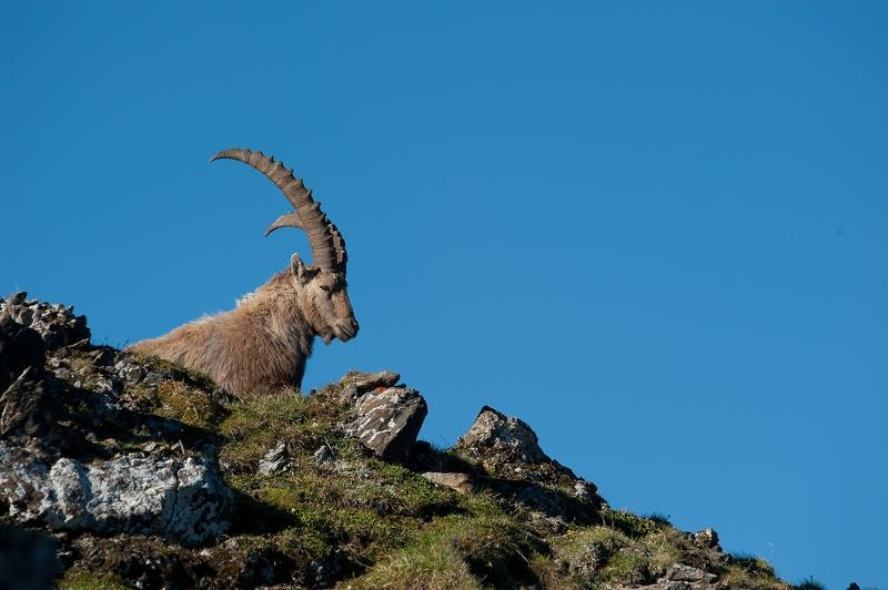 Steinbock: Bei der eintägigen Wanderung können mithilfe eines Experten die Wildtiere im abgeschiedenen Weisstannental gesichtet werden. 