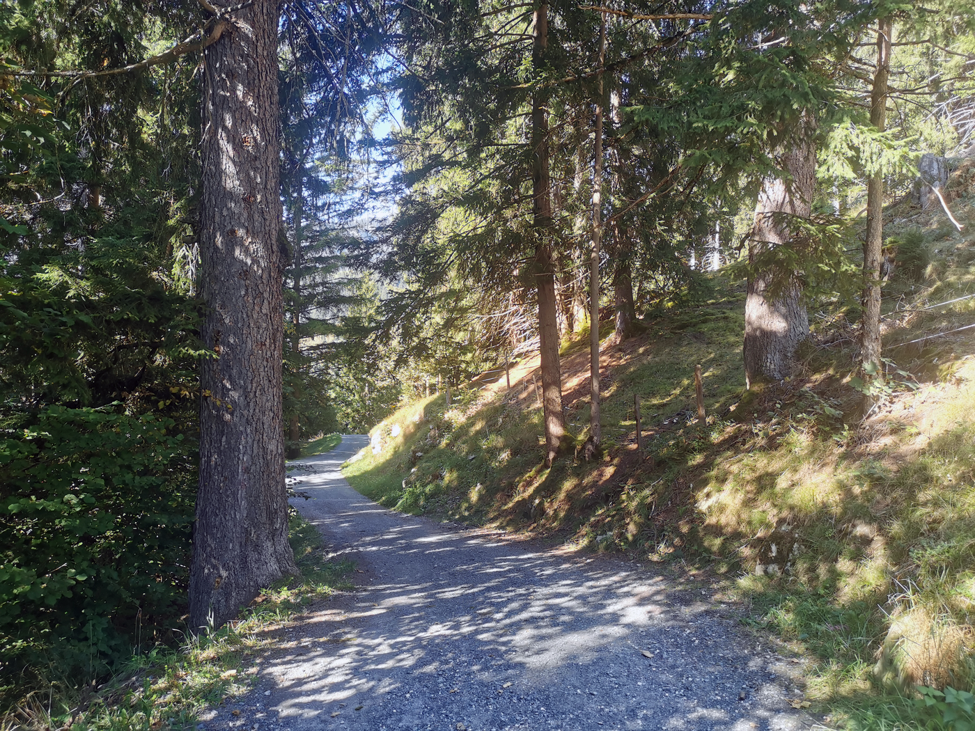 Zwischen Schatten und Licht: Für einen kurzen Abschnitt führt der Wanderweg durch den Wald.