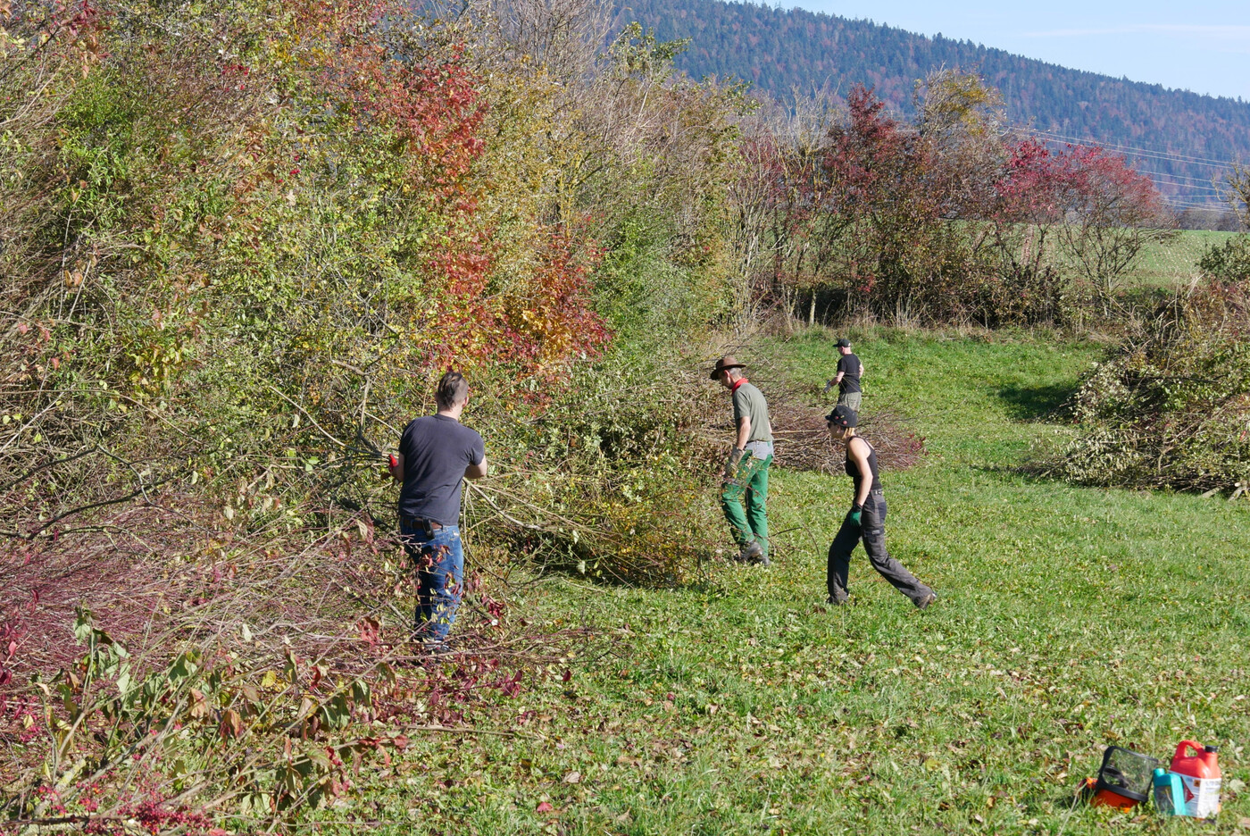 Lebensraum: Wildhecken sind ein wichtiger Lebensraum für bis zu 10’000 Tierarten.
