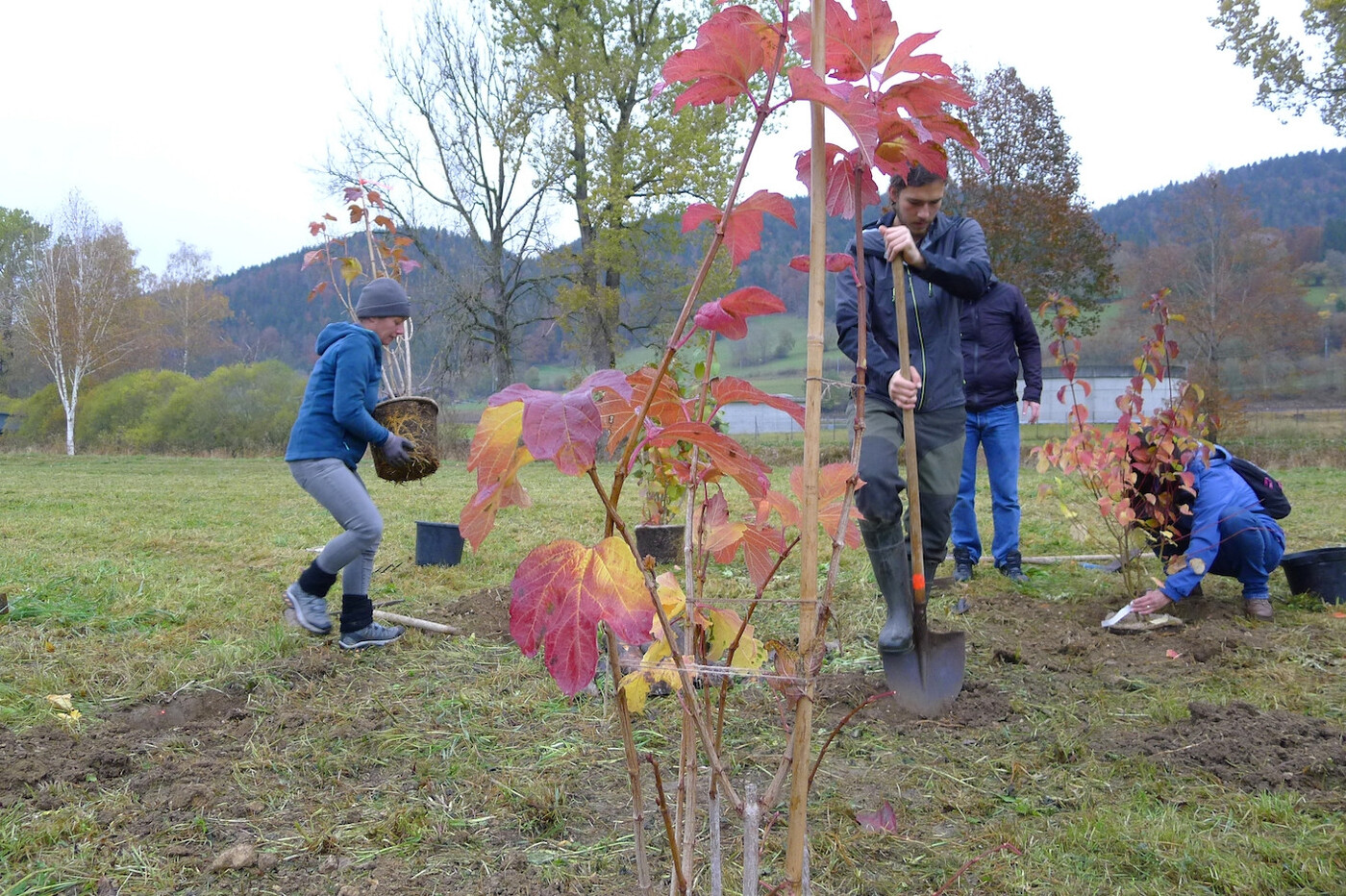 Pflanzaktion: Wildhecken sind dann wertvoll, wenn sie einheimische Sträucher, Blüten, Früchte und Dornen tragen.