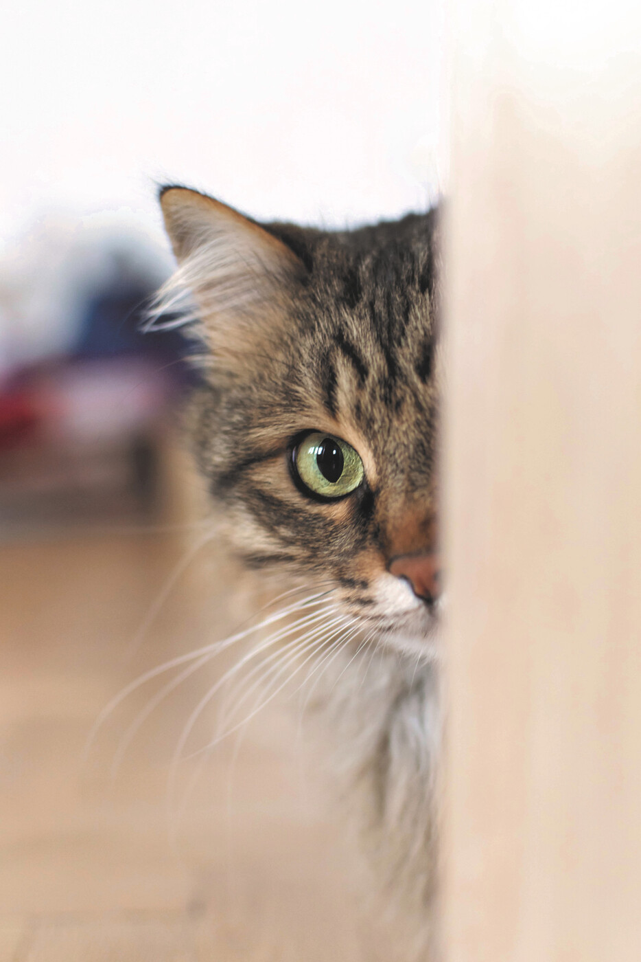 Haustier und Wildtier: Besucherinnen und Besucher können in der Ausstellung alle Facetten der Katze kennenlernen. 